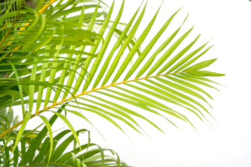Fototapeta na wymiar close up green palm leaves and shadows on a white wall