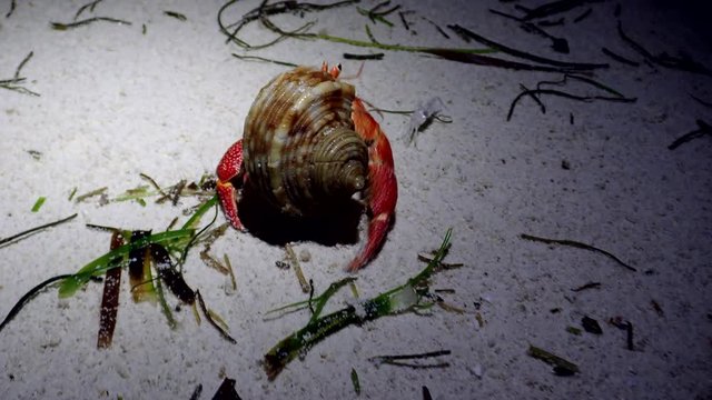 hermit crabs crawl at night on the sand on a tropical beach
