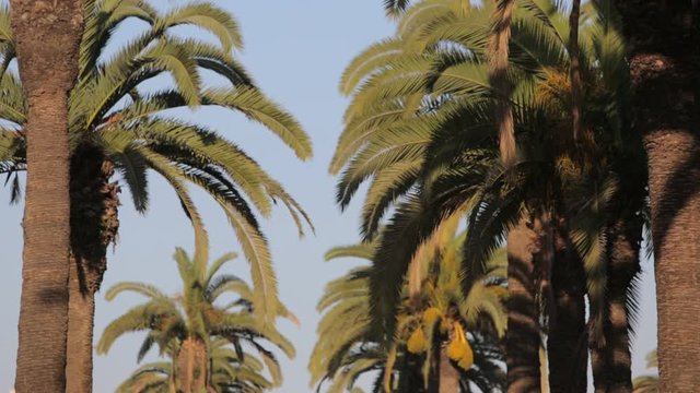 Palm Tree (Casablanka Morocco)
Casablanca City. Morocco.
