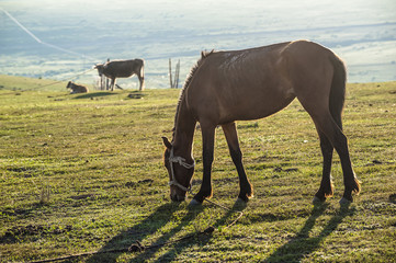 A horse graze the grassland under the morning's sunshine, Xinjiang of China