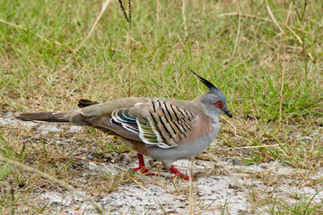 Crested pigeon Crested standing on the ground. In Austarlia.
