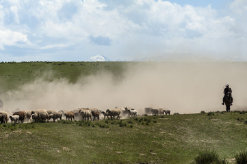 A herd of sheep transfer from winter pasture to summer pasture, Xinjiang of China