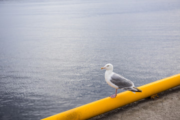 Seagull in the port of Svolvær