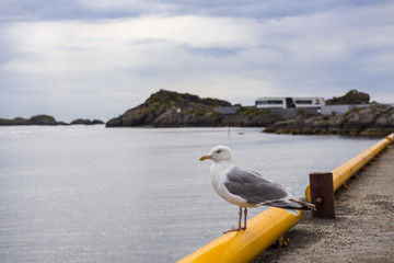 Seagull in the port of Svolvær