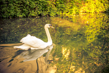 a swan in a stream in france © Nick