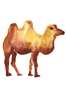 Camel