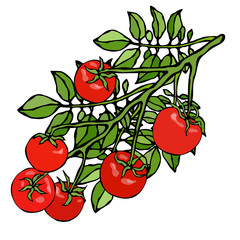 Bunch of Cherry Tomatoes on a Branch With Leaves. Botanical Gardening Illustration. Ketchup Logo or Vegetable Salad. Realistic Hand Drawn Vector Illustration. Savoyar Doodle Style.