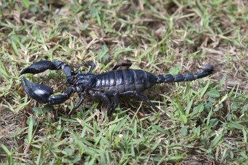 Scorpion in nature background.