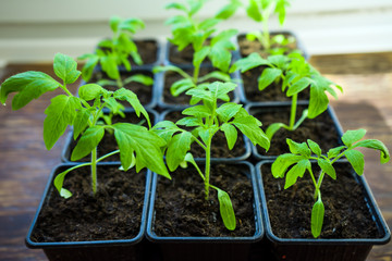 tomato Seedlings in tray for sprout in greenhouse. selective focus