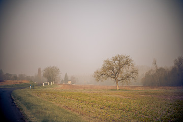 a bare tree in the countryside in france