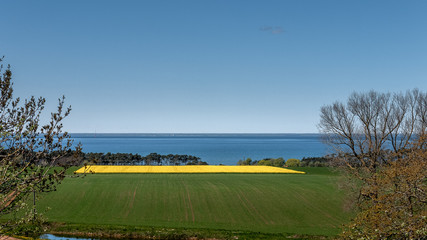 beautiful rapeseed field in summer in oland, sweden