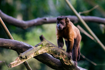 Brown capuchin sits on a branch