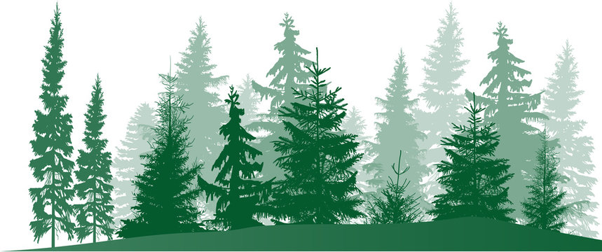 fir trees green forest isolated on white © Alexander Potapov