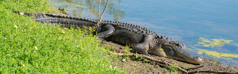 Brazos Bend State Park, Texas