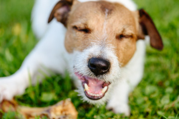 Nose of happy dog eating big bone