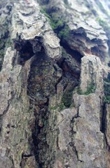 Just bark on a tree. Beautiful structural surface of the bark on different trees. The Scarecrow forest watching us.