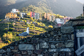seagulls in Manarola Italy