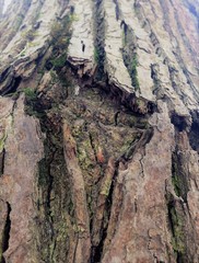 Just bark on a tree. Beautiful structural surface of the bark on different trees. The Scarecrow forest watching us.