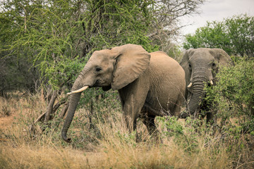 Obraz na płótnie Canvas Big elephant eating trees in the Etosha National Park, Namibia