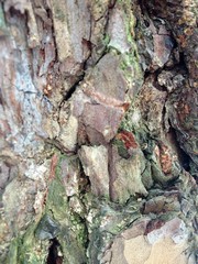 Just bark on a tree. Beautiful structural surface of the bark on different trees. The Scarecrow forest watching us.