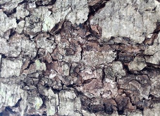 Just bark on a tree. Beautiful structural surface of the bark on different trees. The Scarecrow forest watching us.