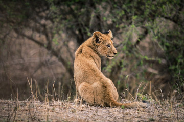 Little lion on Safari in South Africa, Kruger national Park