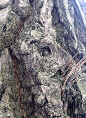 Just bark on a tree. Beautiful structural surface of the bark on different trees. The Scarecrow forest watching us.