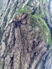 Just bark on a tree. Beautiful structural surface of the bark on different trees. The Scarecrow forest watching us.