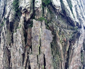 Just bark on a tree. Beautiful structural surface of the bark on different trees. The Scarecrow forest watching us.
