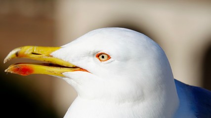 Möwe Nahaufnahme, Portrait einer Seemöwe