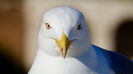 Möwe Nahaufnahme, Portrait einer Seemöwe