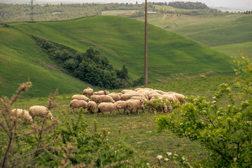 a field of sheep in italy