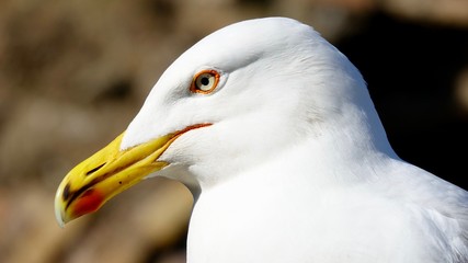 Möwe Nahaufnahme, Portrait einer Seemöwe