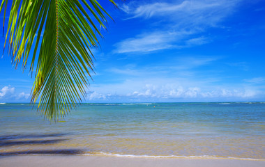 Palm tree branch and Caribbean sea as background.