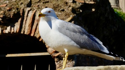Möwe Nahaufnahme, Portrait einer Seemöwe