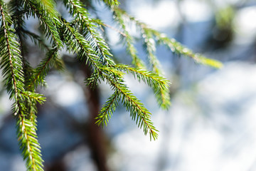 Pine branches in the winter forest