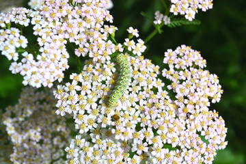 Гусеница с желтыми пятнами на цветке тысячелистника розового © tigrakoshka