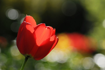 Rote Tulpen-Blüten im Garten mit schönem Bokeh