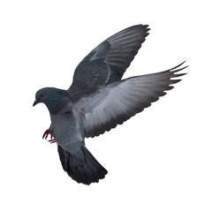 dark grey pigeon flying on white