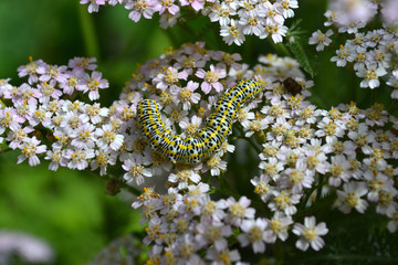 Гусеница с желтыми пятнами на цветке тысячелистника розового © tigrakoshka