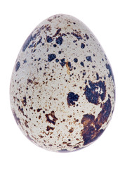 single quail egg isolated on white