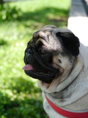 Ritratto di profilo del mio capo branco, Spider.