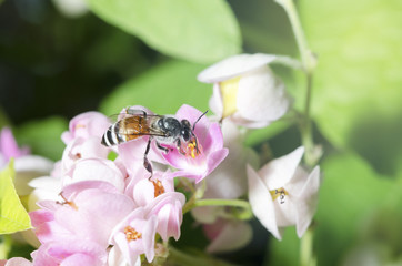 Bee with pink pollen