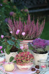 Gartendekoration im Herbst in Lila und Pink