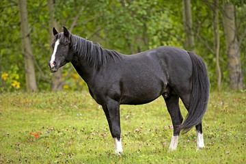 Black Arabian Stallion at summer pasture.