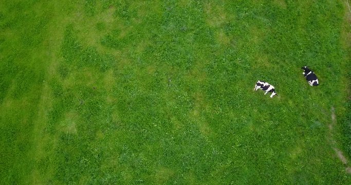 Aerial view of cows on meadow