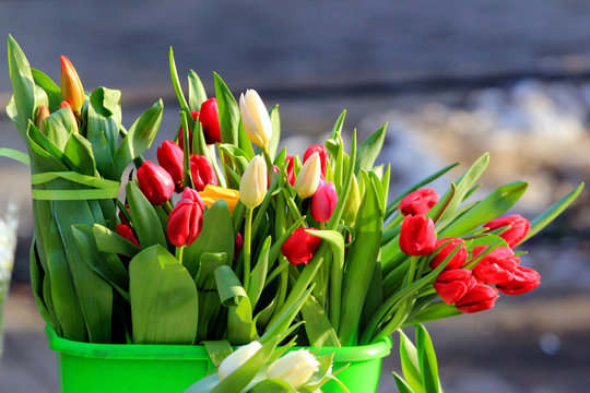 Fresh tulips at a street market