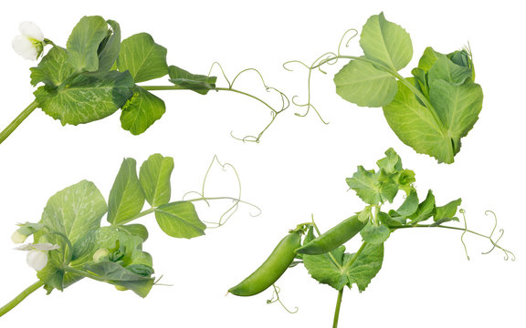 four pea stems with flower and pods