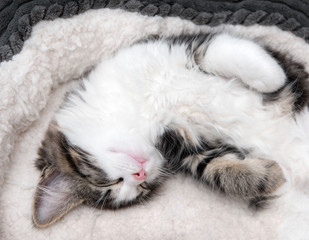 Very fluffy kitten sleeping upside down in a basket