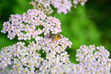 маленькая пчела на нежных цветах тысячелистника собирает нектар